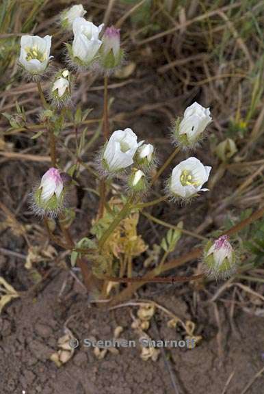 limnanthes alba ssp alba 2 graphic